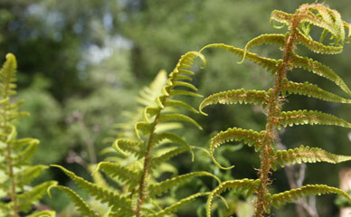 Ferns in mount hillary forest very close to the glamping site.