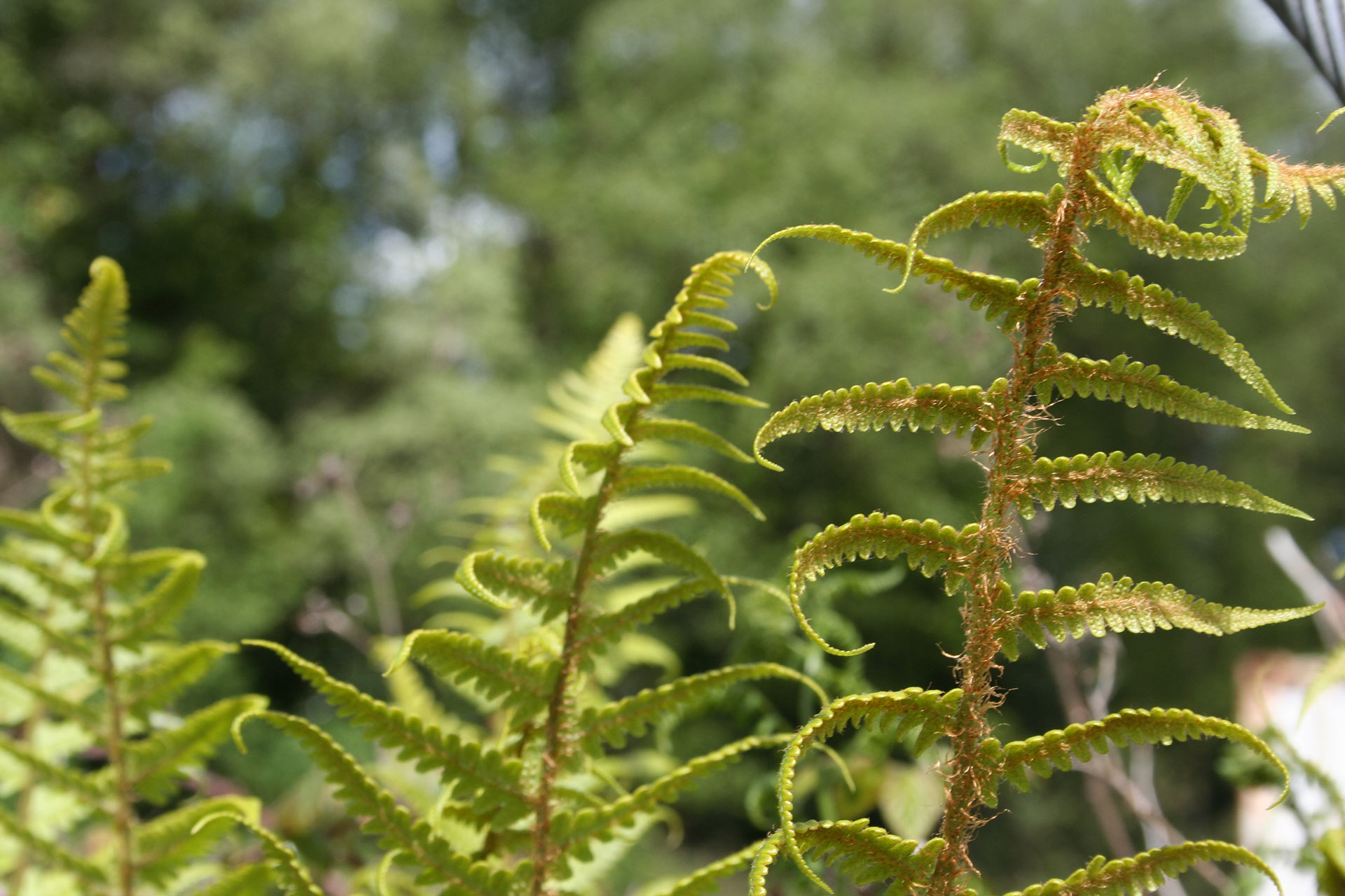 ferns on mount hillary forest walks