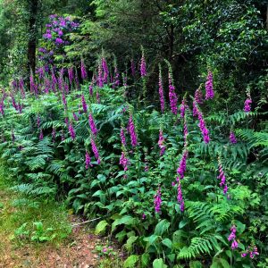 Fox Gloves, Mount Hillary