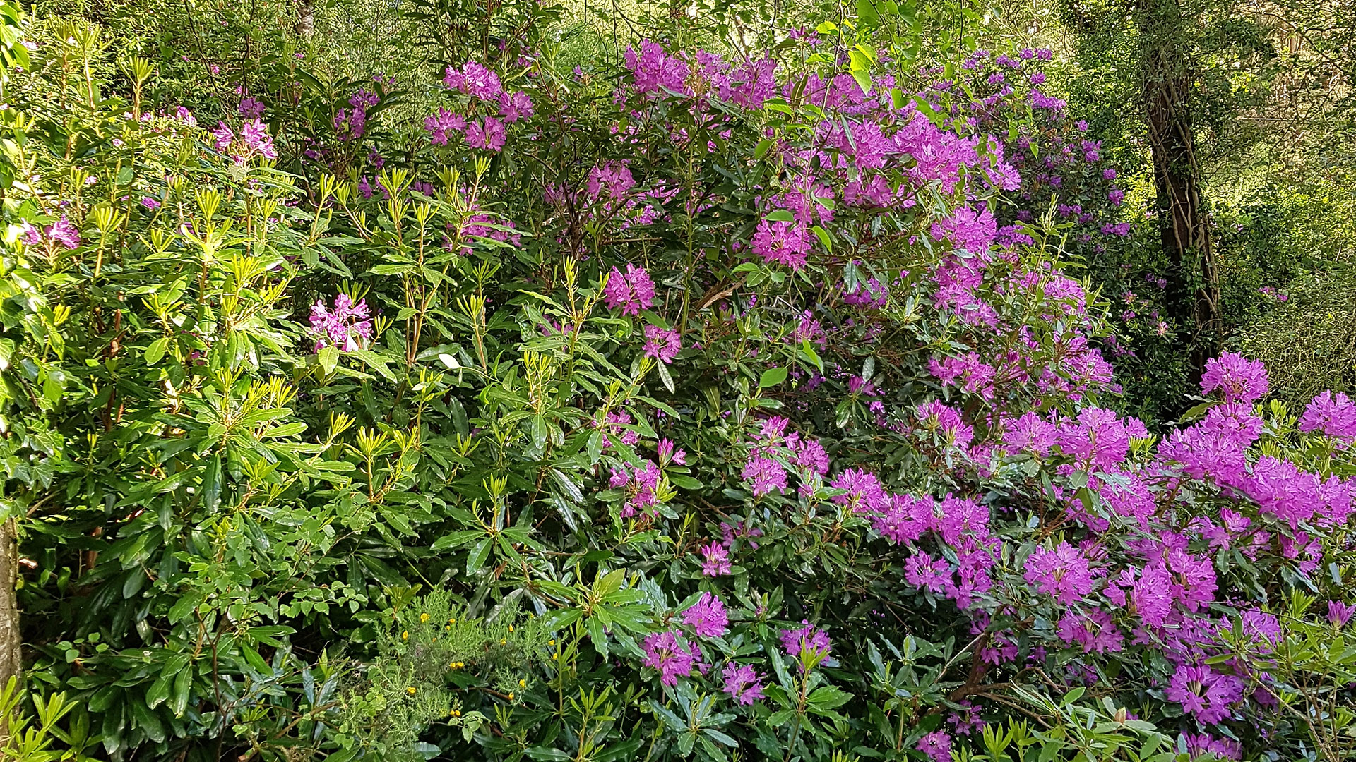 rhododendron bush in the grounds of the glamping site in cork
