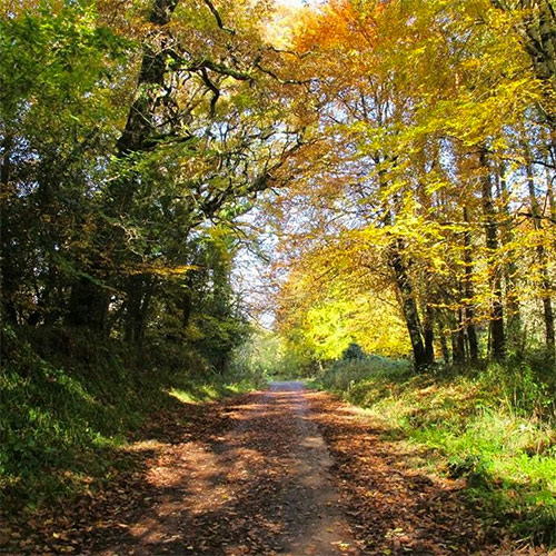 Walking routes in the Island Wood Newmarket