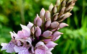 Orchid, Mount Hillary Forest Co Cork