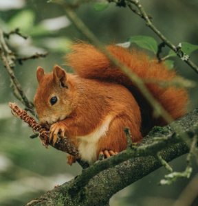 Red Squirrel, Mount Hillary