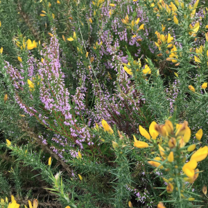 Heather & Gorse on Mt Hillary