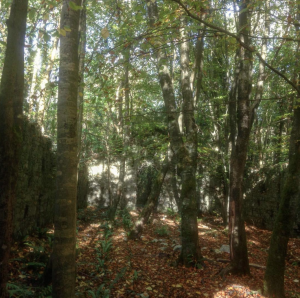 Ballincollig Gunpowder Mills